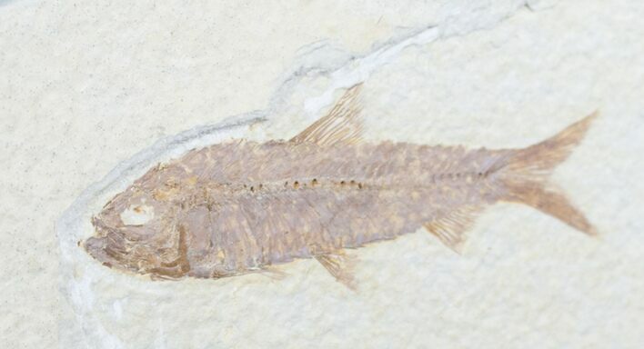 Knightia Fossil Fish - Wyoming #7551